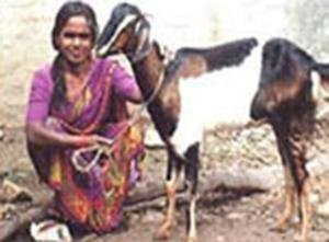 Swayam Krishi Sangam - “self-cultivation society”