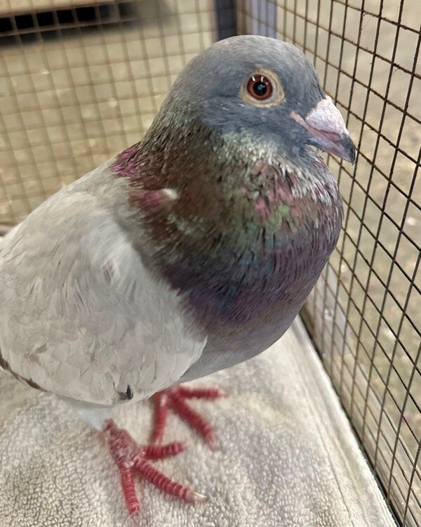 Rescued 15 yr old racing pigeon Pekoe is safe now