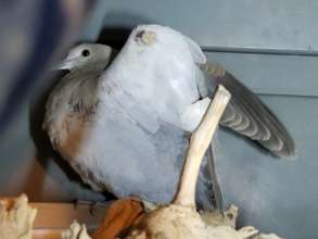 Fearful, defensive dove Sparkle pre-Palomacy