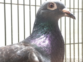 Beatrice, pigeon-racing survivor