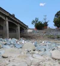 Domestic pigeons abandoned to die