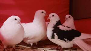 Four of the rescued pigeons - safe!