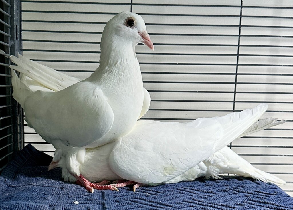 Dennis feels safe with May. Photo by Jill Shepard