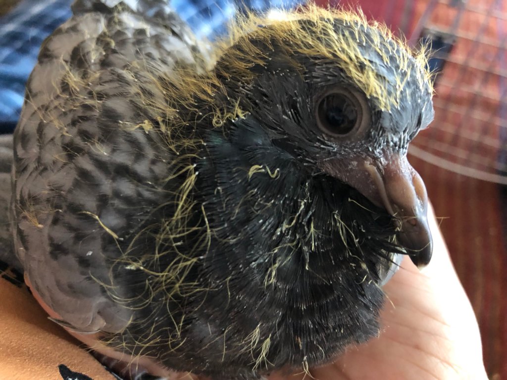 Rescued baby pigeon 