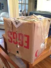 The pigeons were contained in the boxes for 2 days