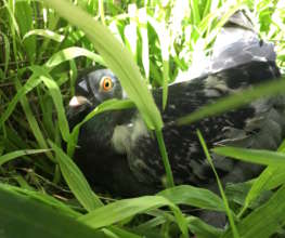 Shy River watched the flock from her hideaway