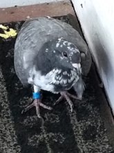 Gravely injured raced pigeon seeks help