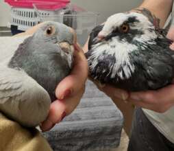 Verity and Lucy recovering from their ordeals