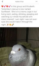 Pigeon-racing survivor Sunflower is safe & home!
