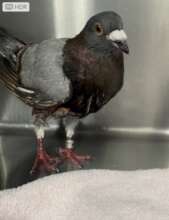 Spencer injured and needing rescue