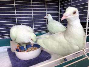 Three blinded "dove release" pigeons saved