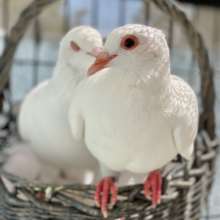 Rescued King pigeons safe in their kennel aviary
