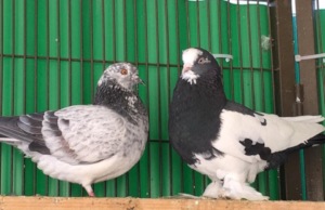 Kit & Iris- adorable, adoptable pigeon perfection