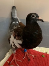 Pigeon racing survivor Miles post-surgery
