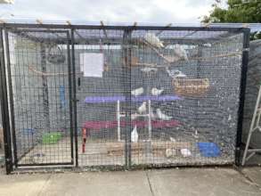 This is the best shelter pigeon aviary in the area