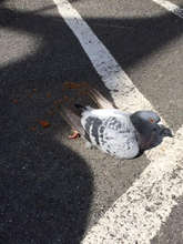 Injured racing pigeon Josie grounded & helpless