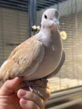 Pearl & her adopter both thank you for saving her