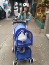 The Palomacy-recommended pigeon stroller is here!