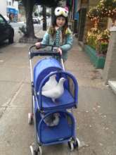The Palomacy-recommended pigeon stroller is here!