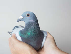 Pigeon Racing Survivor Indy, by Kira Stackhouse