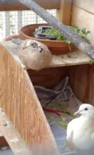 Rescued doves Scoop & Atom are loving life now