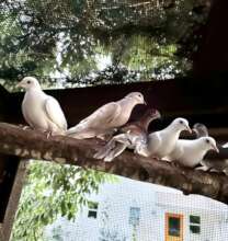 Beautiful doves need adoption!