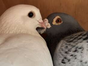 Thanks to Palomacy, Swan & Cooper are safe & happy