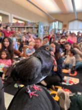 Pigeon Story Time photo by Dion Campbell