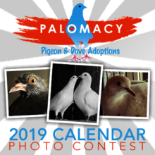 Enter your bird in our 2019 calendar photo contest