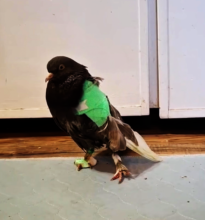 Hazelnut, on her feet just a week after her injury