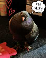 Hazelnut's story = your compassion in action