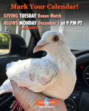 GivingTuesday is coming!