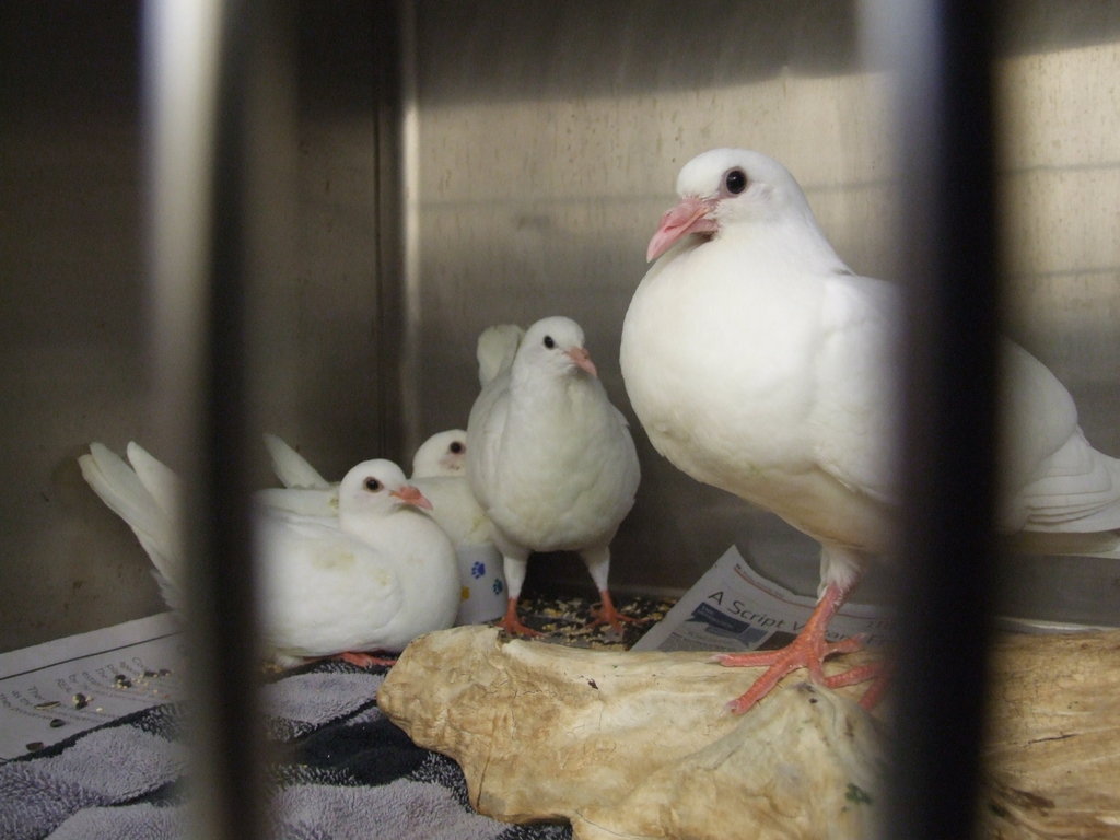 Domestic Pigeons Can't Be Released