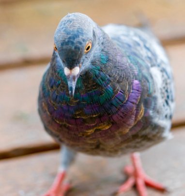Save Domestic Pigeons and Doves From Euthanasia