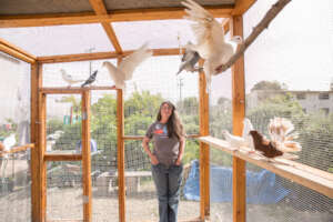Ploughshares Nursery foster aviary