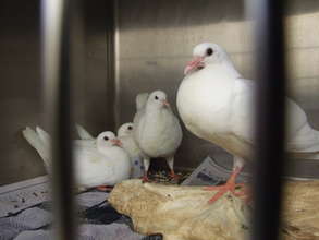 Domestic Pigeons Can't Be Released