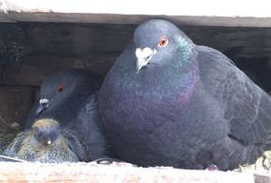 Pigeon Family Values