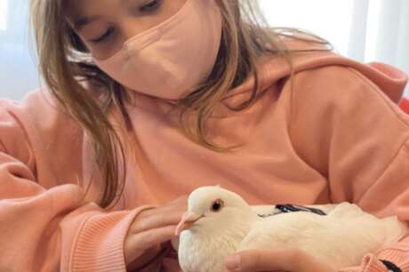 Save Domestic Pigeons and Doves From Euthanasia