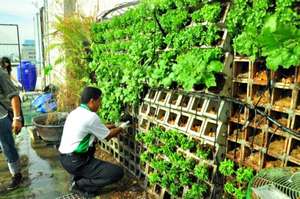 Bangkok Urban Garden