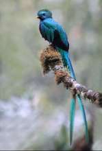 Resplendent Quetzal - Dana Holm