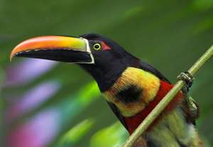 Aracari - Dana Holm
