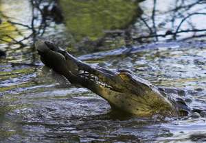 Crocodile - Dana Holm