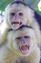 Whitefaced Monkeys - Dana Holm