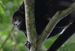 Howler Monkey - Dana Holm