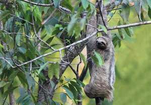 Sloth - Dana Holm