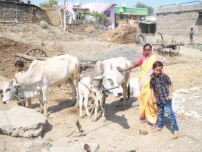 The cow & calf bought from profit of chilly trade