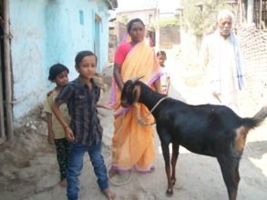 Chilly --> Cow + calf --> & now a Goat --> contd..