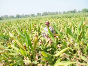 Ranjana amidst her field of mature turmeric