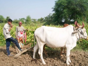 Ranjana's son now helps her in tending the field