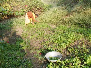 Babytai plucking vegetable from her kitchen garden